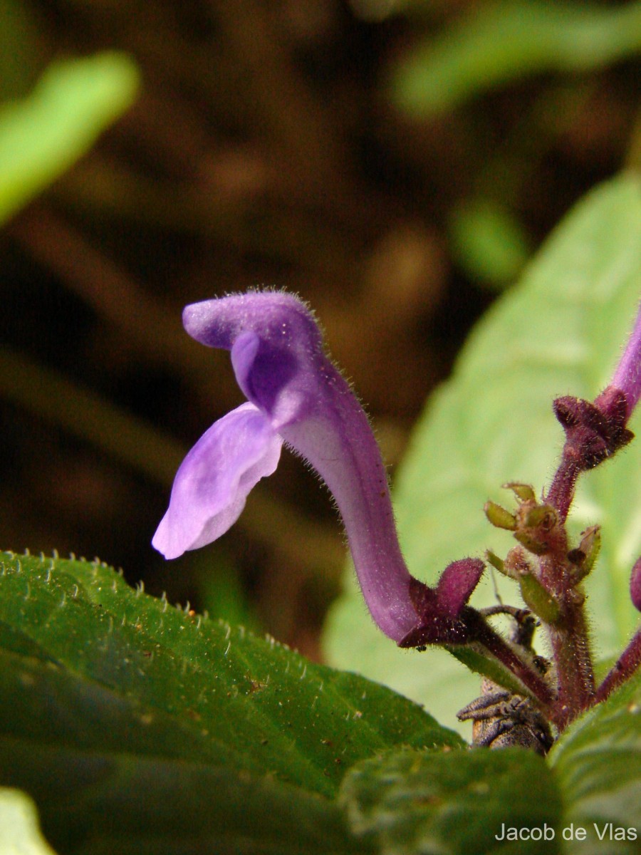 Scutellaria robusta Benth.